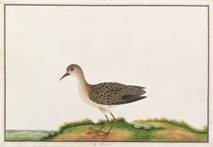 ウッドサンドパイパー、マラッカの鳥の絵、1805-18年頃（紙にトイレ）