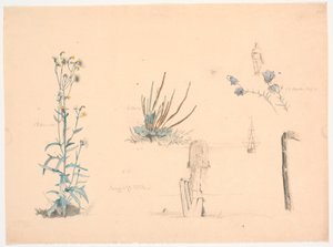 植物研究。 銭湯橋と船