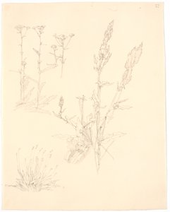 植物研究 作： Christen Købke