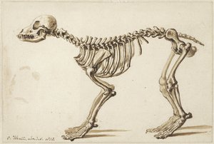 横から見た犬の骨格 作： Christiaan Kramm