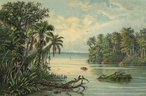 低いアマゾン、ブラジルの熱帯雨林 作： Christian Anton Goering