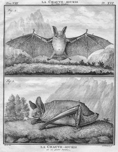 La Chauve-Souris les Ailesは聞いたもので、La Chauve-Sourisはquatre Jambes、c1763です。 作： Christian Friedrich Fritzsch