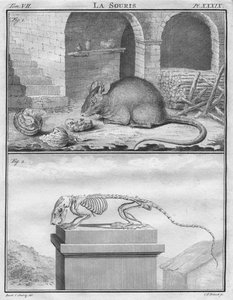 マウス、c1763。 作： Christian Friedrich Fritzsch