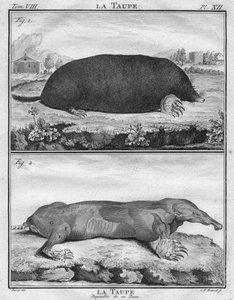 La Mole＆La MauDepoiuilléeede son Peau、c1763。 作： Christian Friedrich Fritzsch