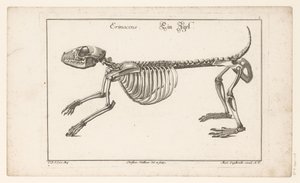 ハリネズミの骨格 Erinaceus / Ein Egel (オブジェクトのタイトル) Unterschiedliche Sceleta または Bone-Cörper (シリーズのタイトル) 作： Christian Hallbaur