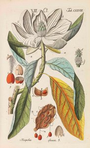 植物ハンドブック、1808年。 作： Christian Schkuhr