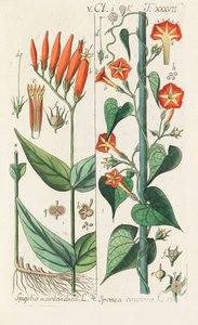 植物ハンドブック、1808年。 作： Christian Schkuhr