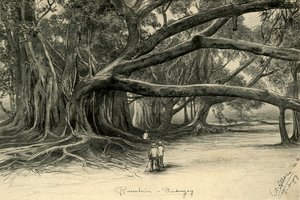 1898 年、ジャワ島ブイテンゾルグの巨木。 作： Christian Wilhelm Allers