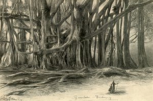 1898 年、ジャワ島ブイテンゾルグの巨木。