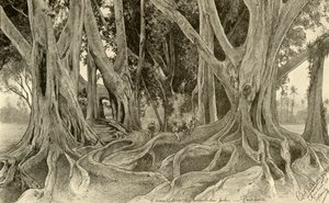 植物園の巨木、ペラデニヤ、キャンディ、セイロン、1898年。