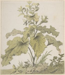 植物の習作 作： クリスティアン・ヴィルヘルム・エルネスト・ディートリッヒ