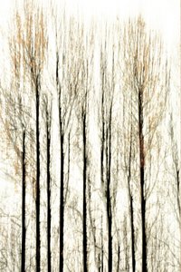 ぼやけた森の境界線 作： Christina Sillen