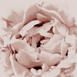 ブラッシュピンクのピオニー 作： Christina Sillen