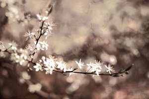 繊細な枝に咲く花 作： 