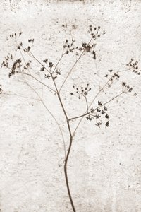 繊細な乾燥植物 作： 