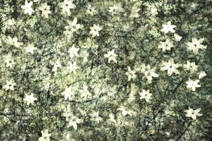 可憐な庭の花々 作： 