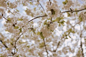 繊細な春の花