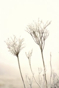 繊細な冬の霜 作： 