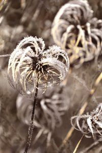 繊細な冬の霜 作： 