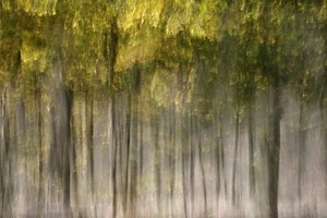 夢のような秋の森 作： Christina Sillen