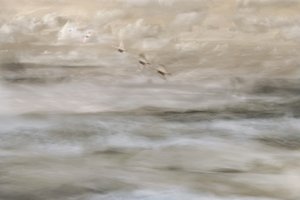水面に浮かぶ夢のような鳥たち 作： Christina Sillen