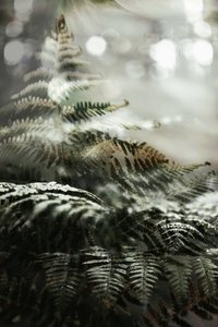 夢のような森のシダ 作： 