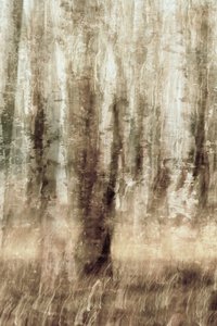 夢のような森の動き 作： Christina Sillen
