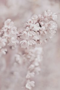 夢のようなピンクの花