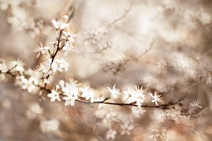 夢のような白い花