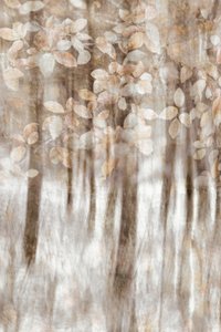  作： Christina Sillen