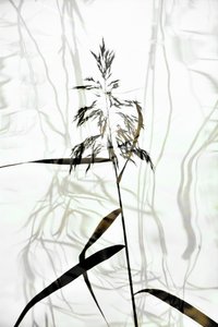 優雅な葦のシルエット 作： Christina Sillen