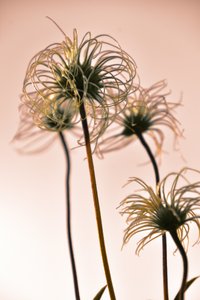 幻想的な植物の造形 作： Christina Sillen