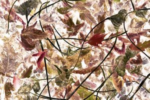 幻想的な秋の紅葉