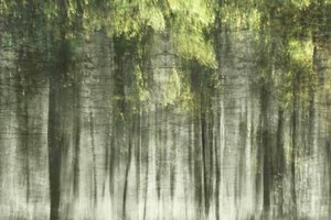 幻想的な森の光 作： 