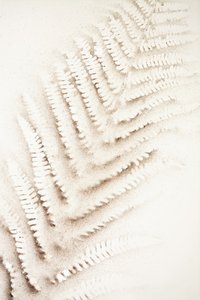 砂に刻まれたシダの痕 作： Christina Sillen