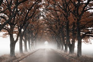 霧に包まれた秋の木のトンネル 作： Christina Sillen
