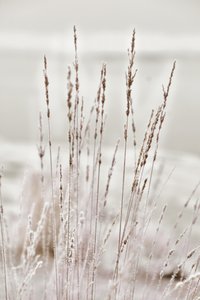 霜に覆われた冬の草 作： 