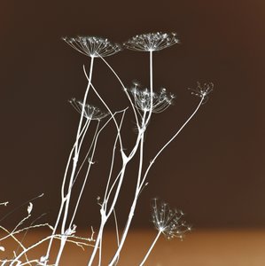 輝く植物の造形 作： Christina Sillen