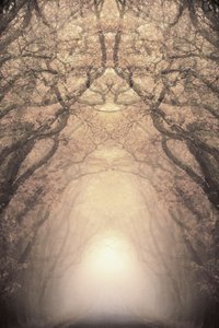 光る木のトンネル 作： Christina Sillen