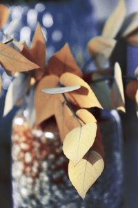 黄金の紅葉 作： 