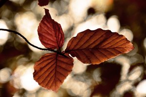 黄金の紅葉 作： Christina Sillen
