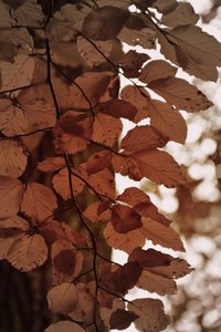 黄金の紅葉 作： Christina Sillen