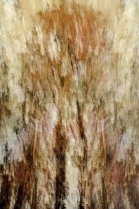 「黄金の森」の印象