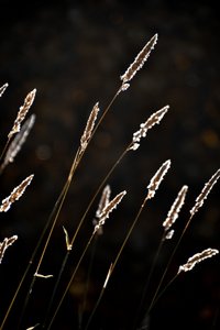 黄金の草の輝き 作： Christina Sillen