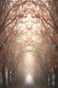 霧の立ち込める秋の並木道 作： 