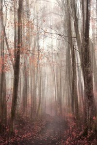 霧の立ち込める秋の森の小道 作： Christina Sillen