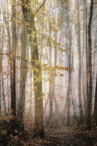 霧の立ち込める秋の小道 作： Christina Sillen