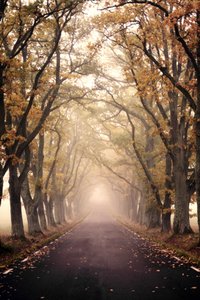 霧の立ち込める秋の道 作： Christina Sillen