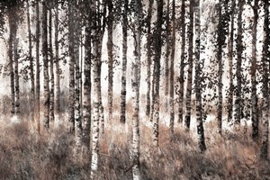 霧のかかった白樺の森 作： Christina Sillen