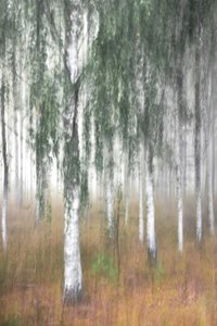 霧の立ち込める白樺の森 作： Christina Sillen